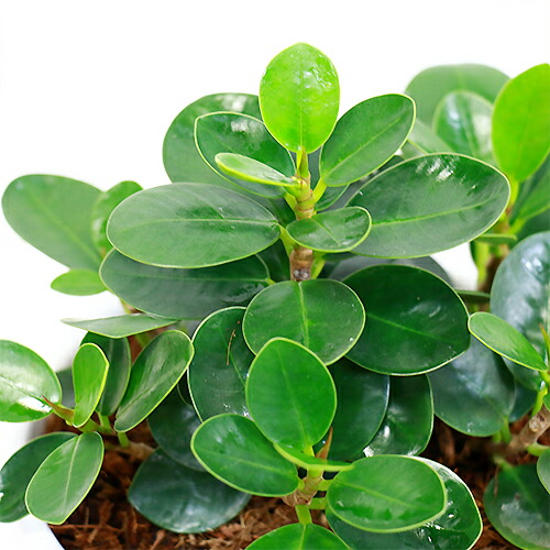 コパンダ ガジュマル H23cm 陶器鉢仕 観葉植物 現品 希少種 フィカス インテリア ギフト パンダ ガジュマル ドワーフ 矮性 がじゅまる 多幸の木 精霊 自然樹形 マルバガジュマル 風水 キムジナー Brandingidentitydesign Com