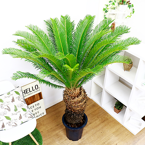 現品 ソテツ 蘇鉄 そてつ H152cm 10号 観葉植物 太い 大型 屋外で管理 植栽できる南国の木 シンボルツリー バルコニー 大型商品の為日時指定不可 Butlerchimneys Com