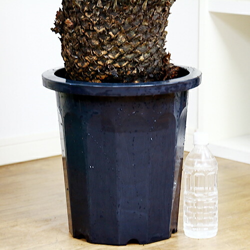 現品 ソテツ 蘇鉄 そてつ H152cm 10号 観葉植物 太い 大型 屋外で管理 植栽できる南国の木 シンボルツリー バルコニー 大型商品の為日時指定不可 septicin Com