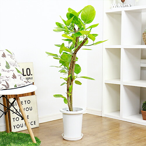 フィカス アルテシーマ H104cm 7号鉢 現品 観葉植物 Ficus Altissima フィカス アルティシマ アルテシマ ゴムの木 送料込み Fmcholollan Org Mx