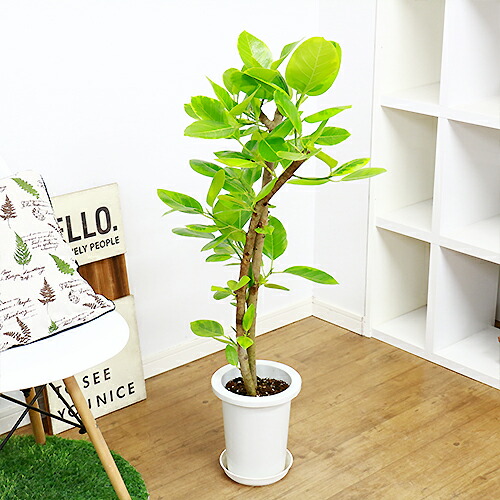 フィカス アルテシーマ H104cm 7号鉢 現品 観葉植物 Ficus Altissima フィカス アルティシマ アルテシマ ゴムの木 送料込み Butlerchimneys Com