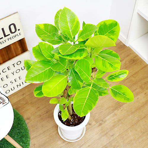 フィカス アルテシーマ H104cm 7号鉢 現品 観葉植物 Ficus Altissima フィカス アルティシマ アルテシマ ゴムの木 送料込み Butlerchimneys Com