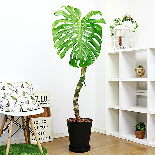 豪快 幹上がりモンステラ デリキオーサ H153cm 10号鉢仕立 現品お届け 幹上がり 観葉植物 Vmaphotographystudios Com