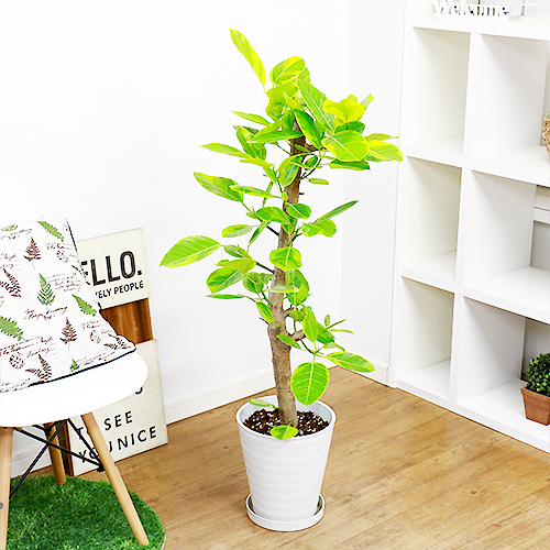 極太フィカス アルテシーマ H111cm 8号鉢 現品 観葉植物 Ficus Altissima フィカス アルティシマ アルテシマ ゴムの木 Vmaphotographystudios Com