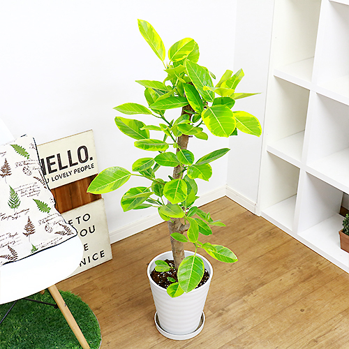 極太フィカス アルテシーマ H111cm 8号鉢 現品 観葉植物 Ficus Altissima フィカス アルティシマ アルテシマ ゴムの木 Vmaphotographystudios Com