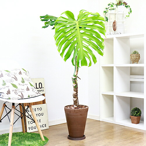 豪快 幹上がり モンステラ デリシオサ デリキオーサ H130cm 高級樹脂製8号鉢仕立 現品お届け 観葉植物 Is Fmcholollan Org Mx