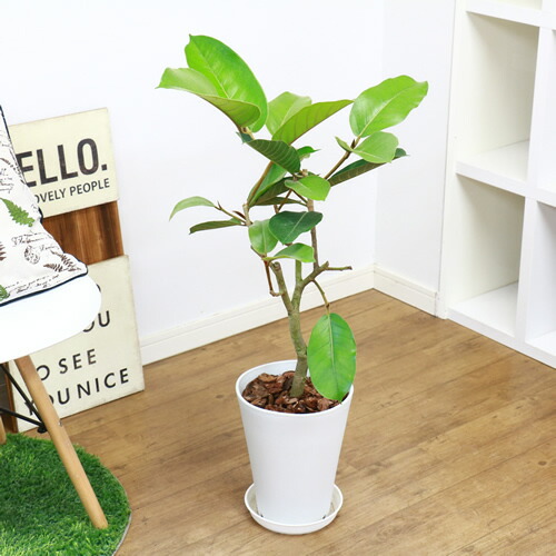 流通の少ない ジャワゴムの木 H85cm 7号鉢 現品 ゴムの木 珍しい 観葉植物 希少 フィカス ジャワゴム ムクゲゴムの木 木槿ゴム インドネシアが原産の常緑高木 非耐寒性常緑高木 のゴムノキ Butlerchimneys Com