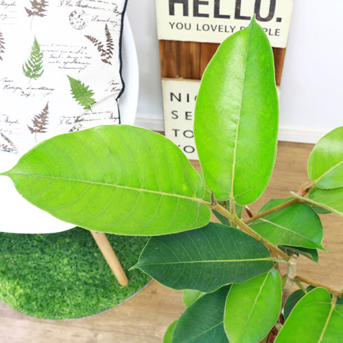 流通の少ない ジャワゴムの木 H85cm 7号鉢 現品 ゴムの木 珍しい 観葉植物 希少 フィカス ジャワゴム ムクゲゴムの木 木槿ゴム インドネシアが原産の常緑高木 非耐寒性常緑高木 のゴムノキ septicin Com