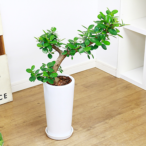 現品 パンダ ガジュマル H70cm 陶器鉢仕 観葉植物 フィカス がじゅまる 多幸の木 マルバガジュマル 盆栽風 Rvcconst Com