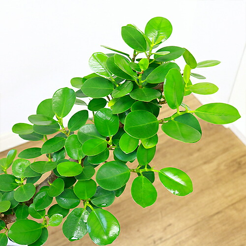 現品 パンダ ガジュマル H70cm 陶器鉢仕 観葉植物 フィカス がじゅまる 多幸の木 マルバガジュマル 盆栽風 Rvcconst Com