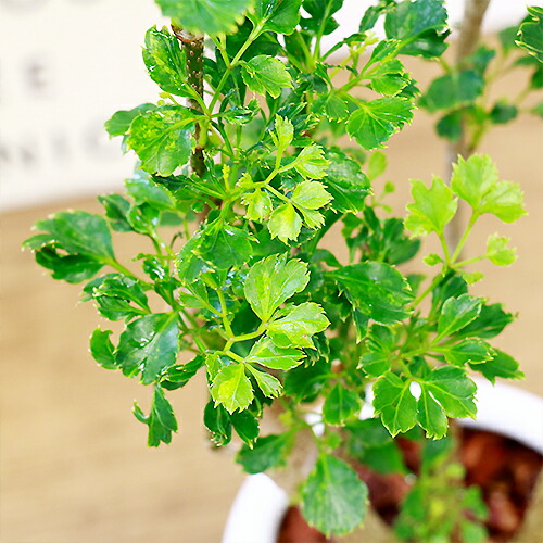 現品 ポリシャス バタフライ H90cm 陶器鉢仕立 観葉植物 タイワンモミジの仲間 バルフォリアナ ポリスキアス 現品 Christine Coppin Com