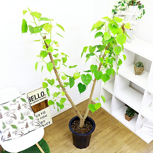 現品 インドボダイジュ 印度菩提樹 H165cm 10号鉢 観葉植物 ビッグサイズ フィカス 大型 菩提樹 ゴムの木 癒し系 風水 覚樹 道場樹 テンジクボダイジュ 天竺菩提樹 学名 Ficus Religiosa 今だけ Christine Coppin Com
