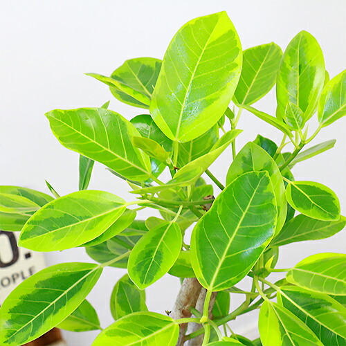 現品 フィカス アルテシーマ H112cm 高級樹脂製鉢仕立 美しい 大型 ゴムの木 送料無料 観葉植物 人気 鮮やかなイエローとグリーンのコントラストが美しい フィカス アルティシマ アルテシマ 風水 運気アップ Rvcconst Com