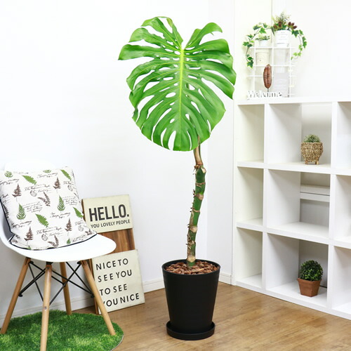 豪快 幹上がりモンステラ デリキオーサ H152cm 10号鉢仕立 現品お届け 幹上がり 観葉植物 法人 個人事業主専用商品 大型商品の為日時指定不可 septicin Com