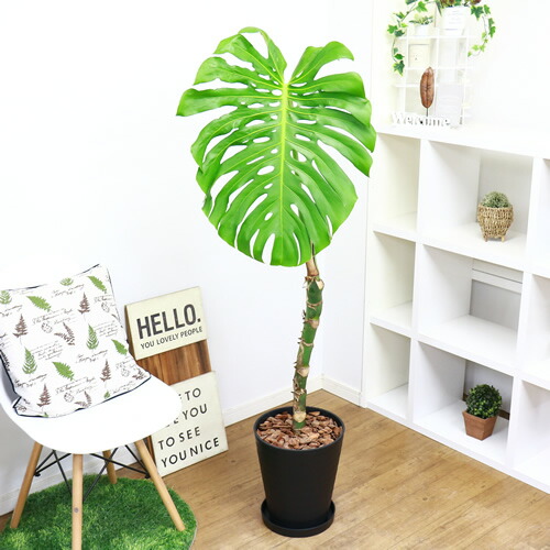 豪快 幹上がりモンステラ デリキオーサ H152cm 10号鉢仕立 現品お届け 幹上がり 観葉植物 法人 個人事業主専用商品 大型商品の為日時指定不可 septicin Com