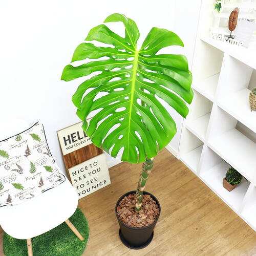 豪快 幹上がりモンステラ デリキオーサ H152cm 10号鉢仕立 現品お届け 幹上がり 観葉植物 法人 個人事業主専用商品 大型商品の為日時指定不可 septicin Com