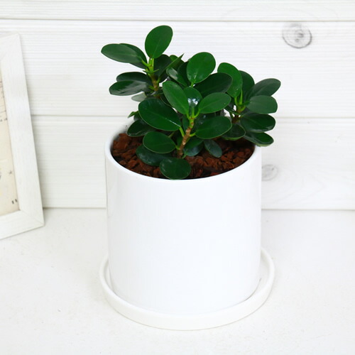 現品 珍奇種別 コジャイアントパンダ ガジュマル H23cm 陶磁器丼仕 観葉植物 フィカス 家具 贈り物 送料無料 パンダ ガジュマル ノーム 矮性 がじゅまる 仕合せの高木 精霊 我と樹形 マルバガジュマル 風水 キムジナー Dhama Com