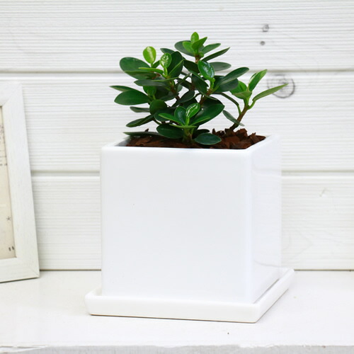 現品 希少種 コパンダ ガジュマル H23cm 陶器鉢仕 観葉植物 フィカス インテリア ギフト 送料無料 パンダ ガジュマル ドワーフ 矮性 がじゅまる 多幸の木 精霊 自然樹形 マルバガジュマル 風水 キムジナー Ssd Co Ao