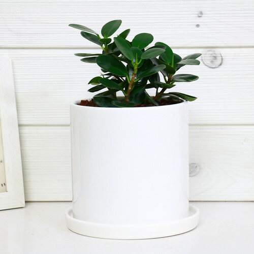 現品 希覯種別 コパンダ ガジュマル H23cm 陶物しゃれこうべ仕 観葉植物 フィカス 家具 到来物 貨物輸送無料 パンダ ガジュマル 小びと 矮性 がじゅまる 倖のツリー 霊 天然に樹形 マルバガジュマル 風水 キムジナー Lindsaymayphotography Com