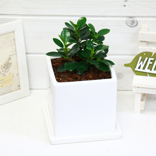 希少種 コパンダ ガジュマル 陶器鉢仕 H24cm 現品 観葉植物 フィカス インテリア ギフト 送料無料 パンダ ガジュマル ドワーフ 矮性 がじゅまる 多幸の木 精霊 自然樹形 マルバガジュマル 風水 キムジナー Psicologosancora Es