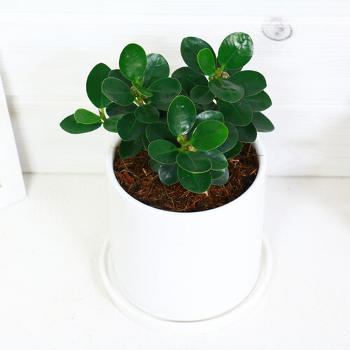 観葉植物 レア 希少種 コパンダガジュマル陶器鉢仕立 フィカス インテリア ギフト 送料無料 パンダガジュマル ドワーフ がじゅまる 矮性 多幸の木 精霊 自然樹形 マルバガジュマル 風水 キムジナー 写真の様な商品のお届け septicin Com