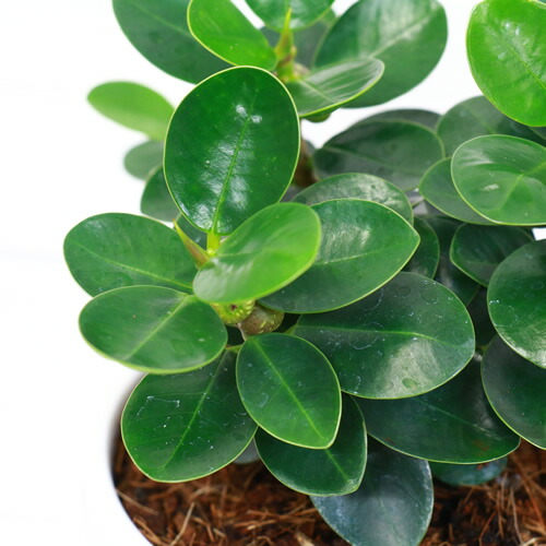 観葉植物 レア 希少種 コパンダガジュマル陶器鉢仕立 フィカス インテリア ギフト 送料無料 パンダガジュマル ドワーフ がじゅまる 矮性 多幸の木 精霊 自然樹形 マルバガジュマル 風水 キムジナー 写真の様な商品のお届け septicin Com