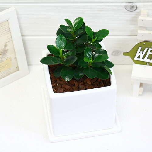 希少種 コパンダ ガジュマル 陶器鉢仕 H24cm 現品 観葉植物 フィカス インテリア ギフト 送料無料 パンダ ガジュマル ドワーフ 矮性 がじゅまる 多幸の木 精霊 自然樹形 マルバガジュマル 風水 キムジナー septicin Com