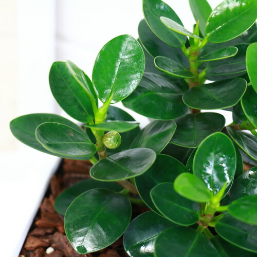 希少種 コパンダ ガジュマル 陶器鉢仕 H24cm 現品 観葉植物 フィカス インテリア ギフト 送料無料 パンダ ガジュマル ドワーフ 矮性 がじゅまる 多幸の木 精霊 自然樹形 マルバガジュマル 風水 キムジナー septicin Com