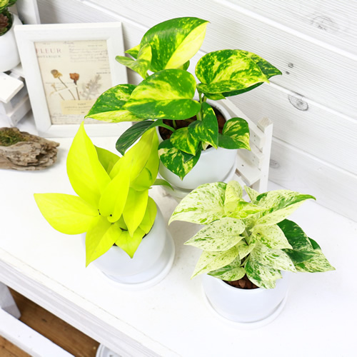 観葉植物 ポトス3種 陶器鉢ツル性植物 エピプレムナム 部屋 インテリア耐寒性 学名epipremnum Aureum 写真の様な商品お届け Butlerchimneys Com