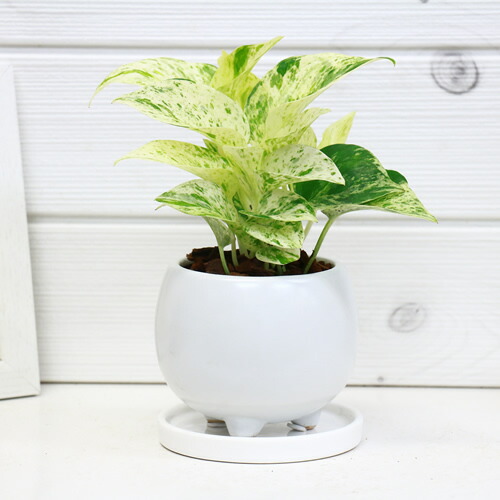 観葉植物 ポトス ビー玉皇后陛下 チャイナ丼ツル特有植物 エピプレムナム 房室 インテリアデコレーション耐寒性 学名epipremnum Aureum Marble Queen プロマイドの状況な商物お届け Hotjobsafrica Org