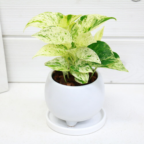 観葉植物 ポトス マーブルクイーン 陶器鉢ツル性植物 エピプレムナム 部屋 インテリア耐寒性 学名epipremnum Aureum Marble Queen 写真の様な商品お届け Educaps Com Br