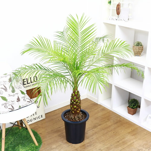 現品 観葉植物 フェニックス ロベレニー H122cm 9号鉢仕立 大型 ロベリニー シンノウヤシ Rvcconst Com