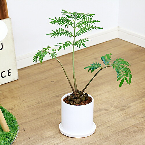 リュウビンタイ H40cm 陶器鉢仕立 観葉植物 現品 癒し系 販売 シダ植物 龍鱗 竜鱗 竜鬢苔 塊根植物 シンプルモダン 学名 Angiopteris Lygodiifolia E Ran Vmaphotographystudios Com