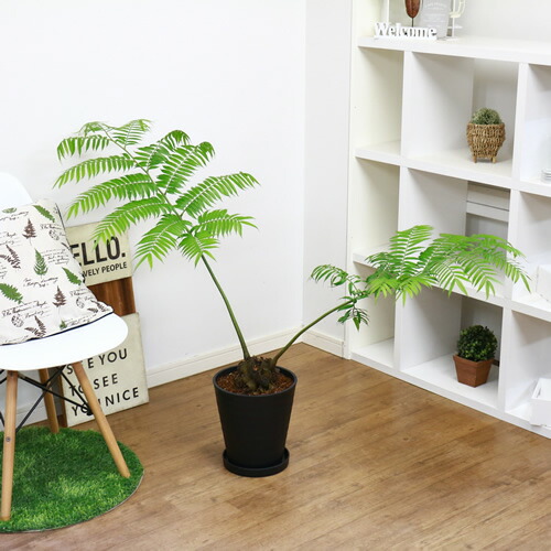 リュウビンタイ 8号鉢 H94cm 現品 観葉植物 癒し系 シダ植物 別名 龍鱗 竜鱗 竜鬢苔 塊根植物 学名 Angiopteris Lygodiifolia E Ran 条件付送料無料 Fmcholollan Org Mx