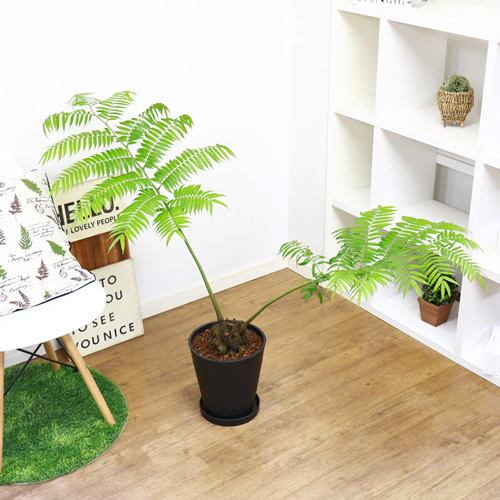 リュウビンタイ 8号鉢 H94cm 現品 観葉植物 癒し系 シダ植物 別名 龍鱗 竜鱗 竜鬢苔 塊根植物 学名 Angiopteris Lygodiifolia E Ran 条件付送料無料 Aplusfinance Blog Com