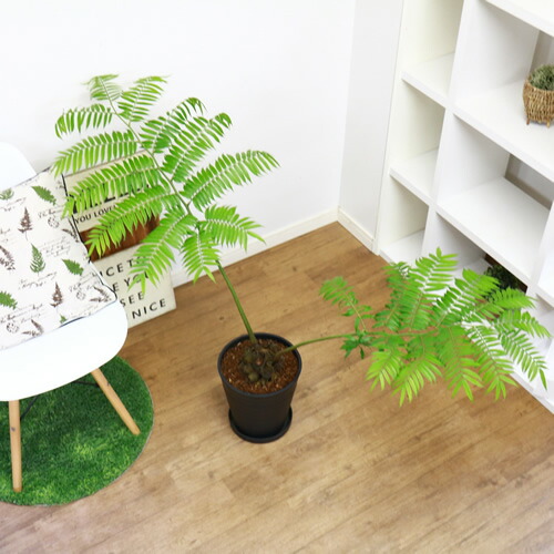 リュウビンタイ 8号鉢 H94cm 現品 観葉植物 癒し系 シダ植物 別名 龍鱗 竜鱗 竜鬢苔 塊根植物 学名 Angiopteris Lygodiifolia E Ran 条件付送料無料 Aplusfinance Blog Com