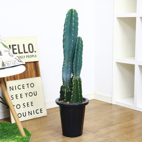 現品トゲ無し 柱サボテン H80cm 2本立 7号鉢 鬼面角 大型 観葉植物 電磁波吸収 サボテン Magazinpegas Cz