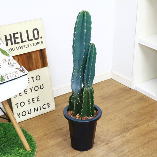 現品トゲ無し 柱サボテン H80cm 2本立 7号鉢 鬼面角 大型 観葉植物 電磁波吸収 サボテン Rvcconst Com