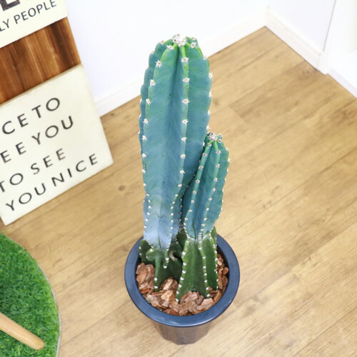 現品トゲ無し 柱サボテン H80cm 2本立 7号鉢 鬼面角 大型 観葉植物 電磁波吸収 サボテン Rvcconst Com