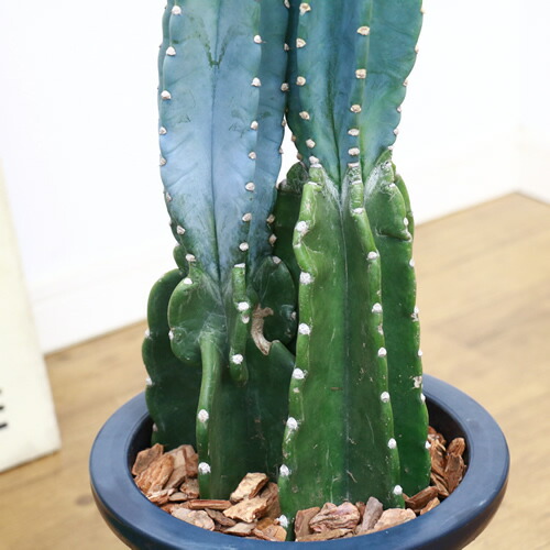 現品トゲ無し 柱サボテン H80cm 2本立 7号鉢 鬼面角 大型 観葉植物 電磁波吸収 サボテン Rvcconst Com