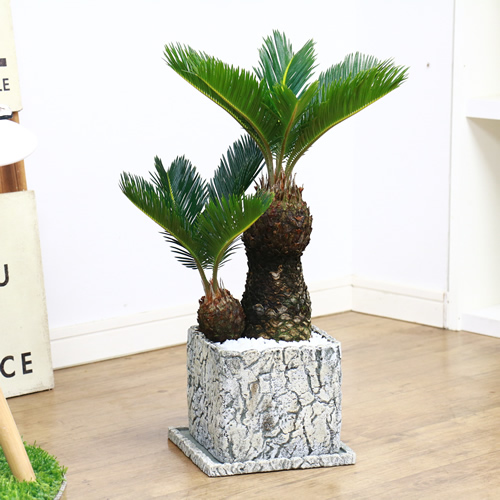 現品 ソテツ 蘇鉄 そてつ H55cm セメントポット鉢 太い 観葉植物 学名 Cycas Revoluta 父の日 Psicologosancora Es