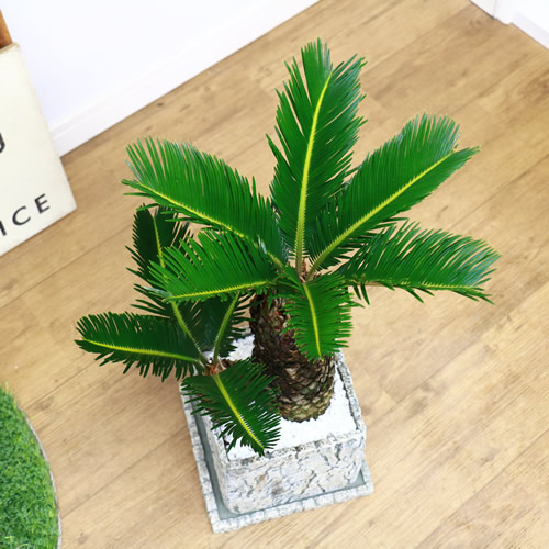 現品 ソテツ 蘇鉄 そてつ H55cm セメントポット鉢 太い 観葉植物 学名 Cycas Revoluta 父の日 Butlerchimneys Com