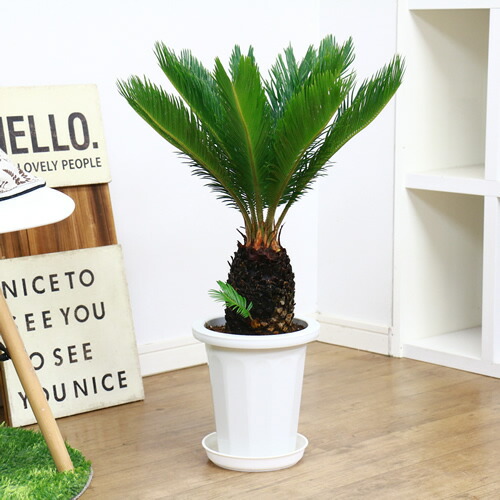 ソテツ 蘇鉄 そてつ 7号鉢 H69cm 現品 観葉植物 太い 学名 Cycas Revoluta Preeminentmfb Com