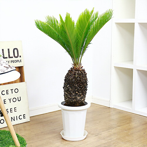 ソテツ 蘇鉄 そてつ Hcm 7号鉢 観葉植物 現品 学名 Cycas Revoluta Psicologosancora Es