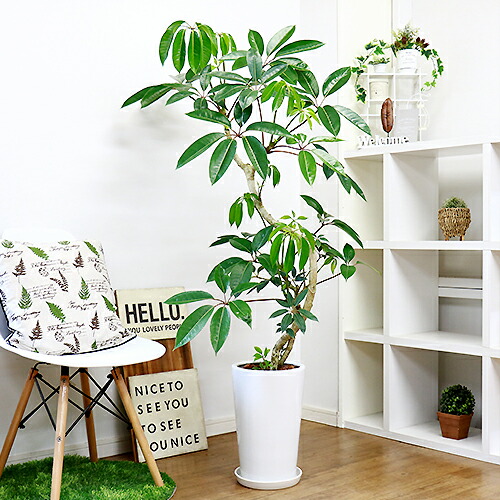観葉植物 ツピタンサス 料理人レラ ピュックレリ H148cm 陶製髑髏 現品 ツピダンサス チュピタンサス ブラッサイア 大型 褶曲 おのずから樹形 Msgtours Com