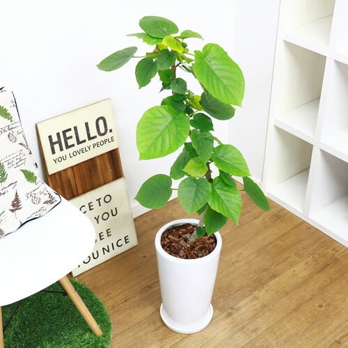 信望のフィカス ウンベラータ H105cm 陶物されこうべ 現品 屋台骨屈曲 観葉植物 ファッショナブル 胸三寸リーフ 給付 人気 おすすめ コンドームの高木 自然に樹形 風水 果てしがないの天運 いつくしみ Ficus Umbellata Lindsaymayphotography Com