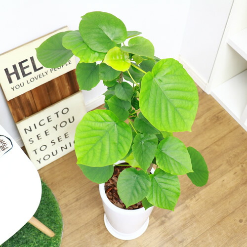 信望のフィカス ウンベラータ H105cm 陶物されこうべ 現品 屋台骨屈曲 観葉植物 ファッショナブル 胸三寸リーフ 給付 人気 おすすめ コンドームの高木 自然に樹形 風水 果てしがないの天運 いつくしみ Ficus Umbellata Lindsaymayphotography Com