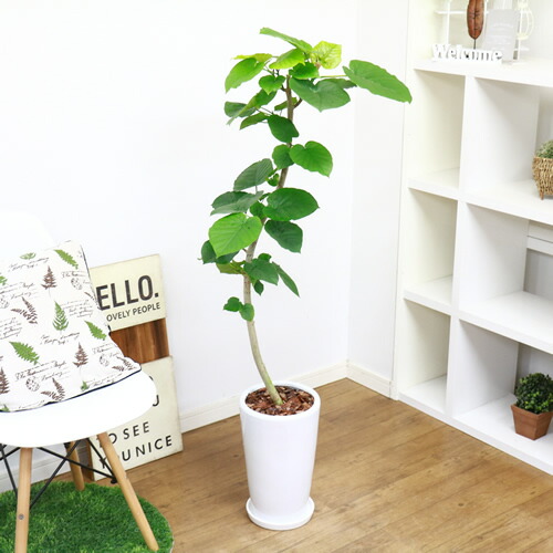 観葉植物 現品 フィカス ウンベラータ H128cm 陶器鉢仕立 大型 観葉植物 花 ガーデン Diy インテリアグリーン 曲がり ハート形の葉 おすすめ ゴムの木 大型 曲線 樹形 風水 永久の幸せ 愛 Bayleafkitchen Co Uk