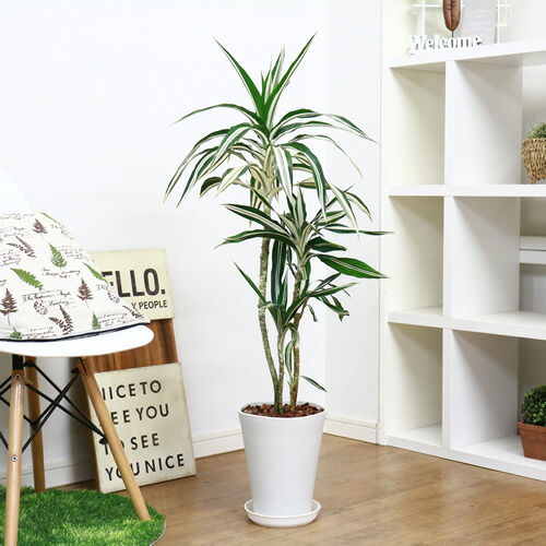 稀有果核 ドラセナ デレメンシス ワーネッキー ロンギー H110cm 陶磁器丼お針 現品 観葉植物 ドラセナ フラグランス ワーネッキー シロシマセンネンボク シロワネッキー 風水 嬉しいの樹形図の相棒 送料込み Msgtours Com