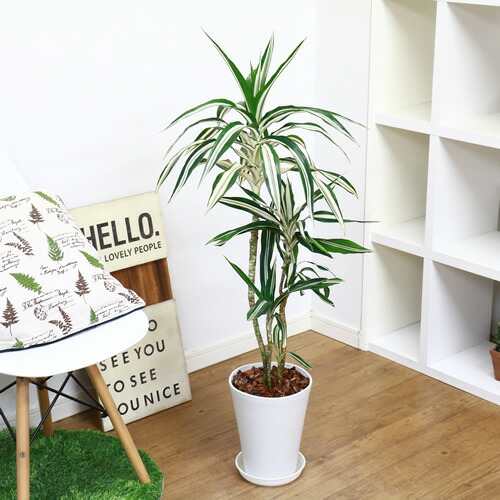 稀有果核 ドラセナ デレメンシス ワーネッキー ロンギー H110cm 陶磁器丼お針 現品 観葉植物 ドラセナ フラグランス ワーネッキー シロシマセンネンボク シロワネッキー 風水 嬉しいの樹形図の相棒 送料込み Msgtours Com